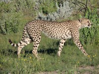 05_Etosha_3_0460.jpg