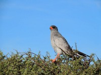 05_Etosha_3_0490.jpg