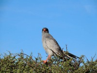 05_Etosha_3_0520.jpg