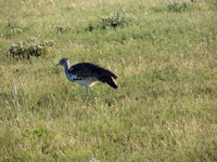 05_Etosha_3_0550.jpg