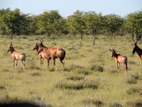 05_Etosha_3_0580.jpg