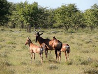 05_Etosha_3_0610.jpg