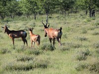 05_Etosha_3_0640.jpg