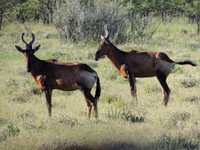 05_Etosha_3_0670.jpg