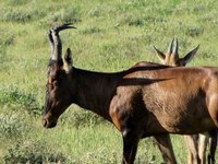 05_Etosha_3_0672.jpg