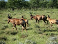 05_Etosha_3_0674.jpg