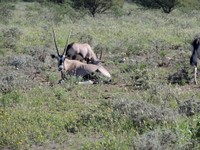 05_Etosha_3_0700.jpg