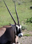 05_Etosha_3_0790.jpg