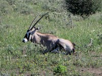 05_Etosha_3_0795.jpg