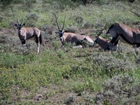 05_Etosha_3_0799.jpg