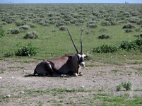 05_Etosha_3_0800.jpg