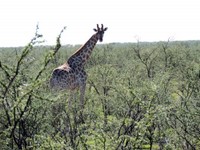 05_Etosha_3_0850.jpg