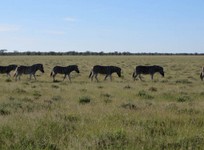 05_Etosha_3_1510.jpg