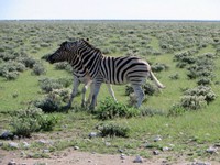 05_Etosha_3_1660.jpg