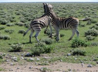 05_Etosha_3_1690.jpg