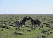 05_Etosha_3_1720.jpg