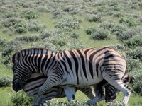 05_Etosha_3_1750.jpg