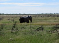 05_Etosha_3_1960.jpg