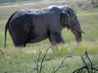 05_Etosha_3_1990.jpg