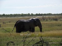 05_Etosha_3_1994.jpg