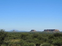 06_Damara_Mopane_0070.jpg