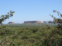 06_Damara_Mopane_0100.jpg