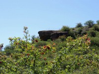 06_Damara_Mopane_0130.jpg