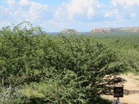 06_Damara_Mopane_0230.jpg