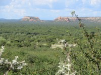 06_Damara_Mopane_0498.jpg