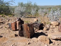 07_Twyfelfontein_0220.jpg