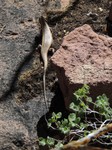 07_Twyfelfontein_0640.jpg