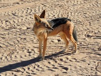 12_Sossusvlei_0640.jpg