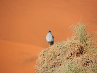 12_Sossusvlei_0820.jpg