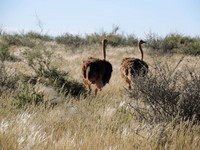 18_Kalahari_0400.jpg