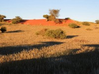 18_Kalahari_0670.jpg