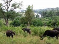 21_Chobe_0321.jpg