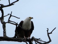 21_Chobe_0360.jpg