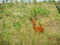 21_Chobe_0490.jpg