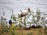 21_Chobe_0550.jpg