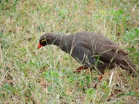 21_Chobe_0580.jpg