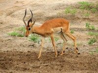 21_Chobe_0760.jpg