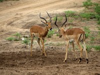 21_Chobe_0764.jpg