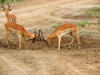 21_Chobe_0790.jpg