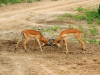 21_Chobe_0850.jpg