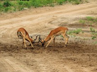 21_Chobe_0940.jpg