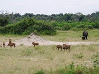 21_Chobe_1750.jpg