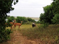 21_Chobe_1840.jpg