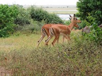 21_Chobe_1870.jpg