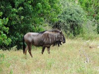 21_Chobe_1900.jpg