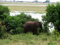 21_Chobe_3070.jpg